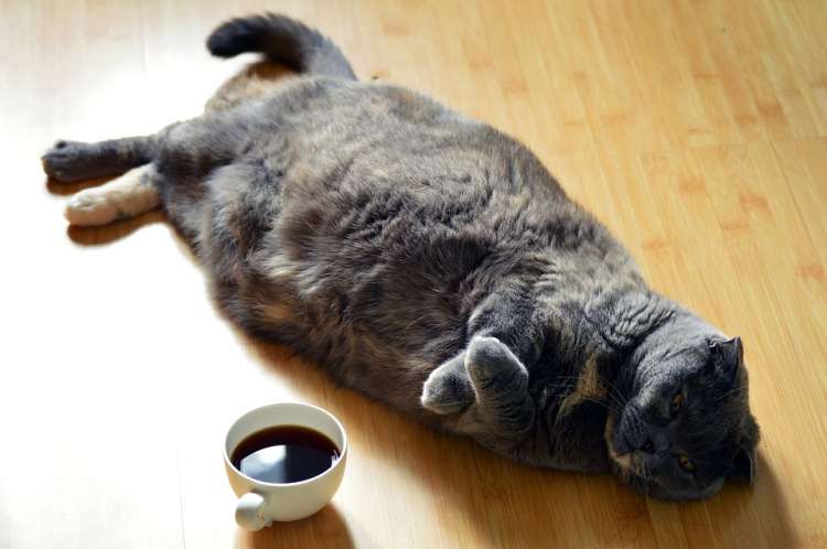 PETSmania - Abrirán el primer café para gatos antes de Navidad