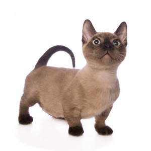 Munchkin. Conociendo la Raza.  Munchkin. Conociendo la Raza.