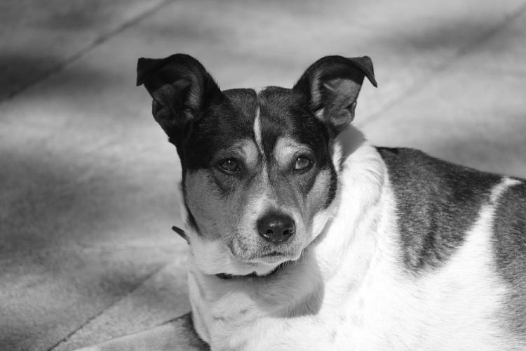 PETSmania - Perro callejero en blanco y negro
