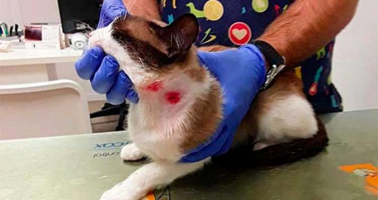 PETSmania - El gato que recibió tres disparos de perdigones   CG