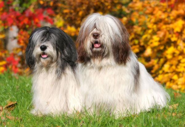 Perro de Pastor Polaco de las Llanuras. Na pastwisku