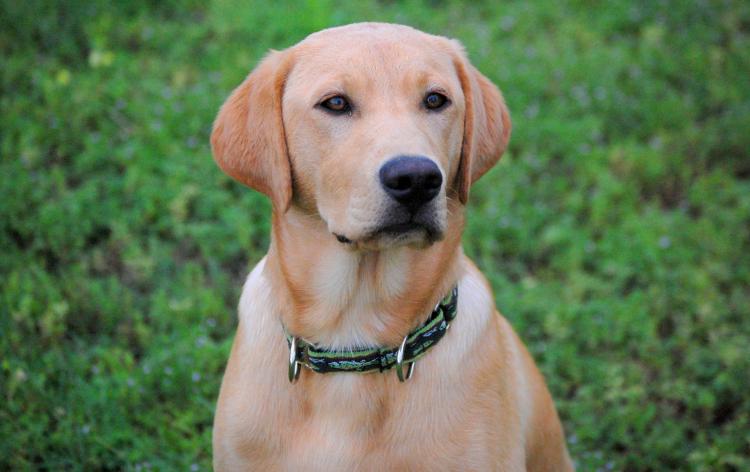 Labrador Retriever color trigo