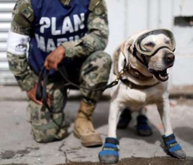 Frida  el perro de rescate