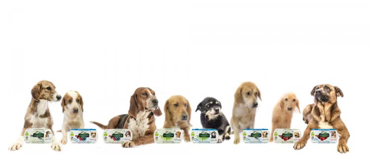 Novedosa campaña para fomentar la adopción de perros sin hogar.