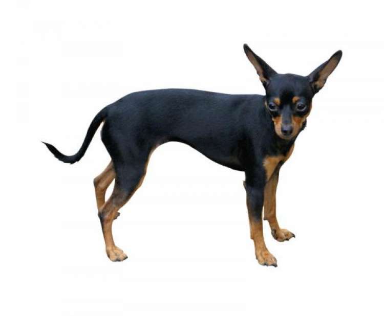 Terrier Inglés de Juguete Negro y Fuego. TERRIER INGLÉS DE JUGUETE NEGRO Y FUEGO Terrier Inglés de Juguete Negro y Fuego. TERRIER INGLÉS DE JUGUETE NEGRO Y FUEGO