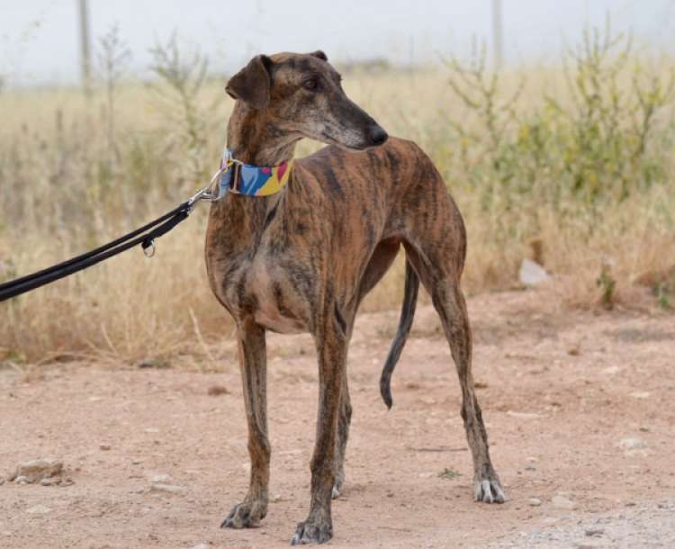 EVOLUCIÓN Asoc. Defen. Y Derechos de los Animales - Siria.