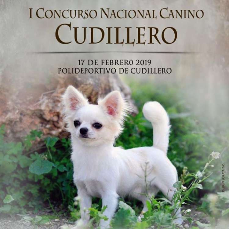 Sociedad Canina de Asturias - Belleza. I CONCURSO NACIONAL CANINO DE CUDILLERO (Asturias   España)