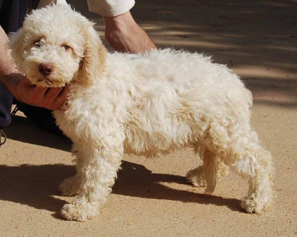 Perro de Agua Español. Adhara de El Legado de los Lobos