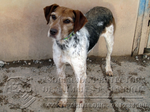 KARA.  Perro en adopcion que busca casa.