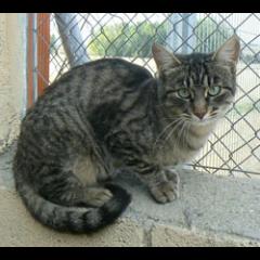 Anita.  Gato en adopcion que busca casa.