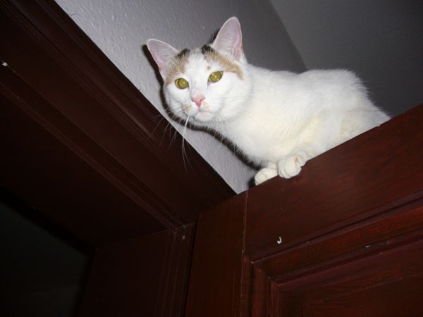 EL SÍNDROME DEL GATO PARACAIDISTA. Tina