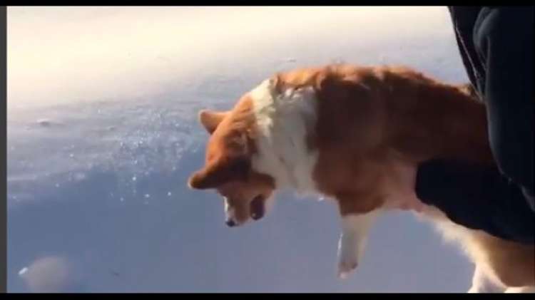 Pareciera que este perro fuera lanzado desde un avión sin paracaídas (Foto Captura del vídeo)