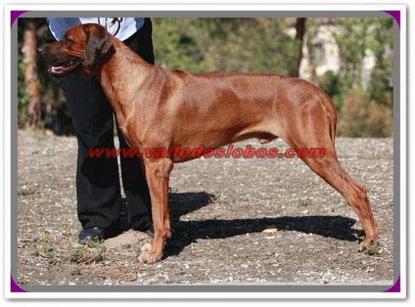 Rhodesian Ridgeback. Entrevista realizada a Susana Pérez (VALLEDOSLOBOS -Rhodesian Ridgeback). Mult. Ch. Inter. Kondwani - Ijumaa-Chester