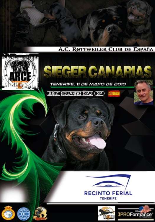 Asociación Cinológica Rottweiler Club de España - ARCE - Rottweiler. Belleza. A.R.C.E. SIEGER CANARIAS 2019 (Santa Cruz de Tenerife   España)