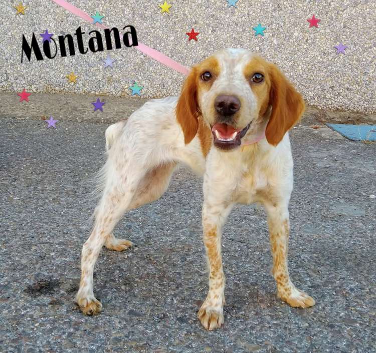 Spaniel Bretón. Montana.