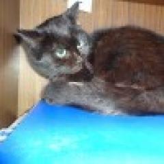 Daniela.  Gato en adopcion que busca casa.