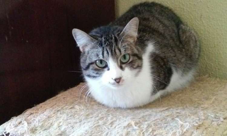 Gato mestizo. Dedito.