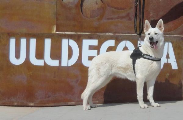 CONQUISTADORES DEL AZAHAR - Pastor Blanco Suizo. Chaya de Conquistadores del Azahar 