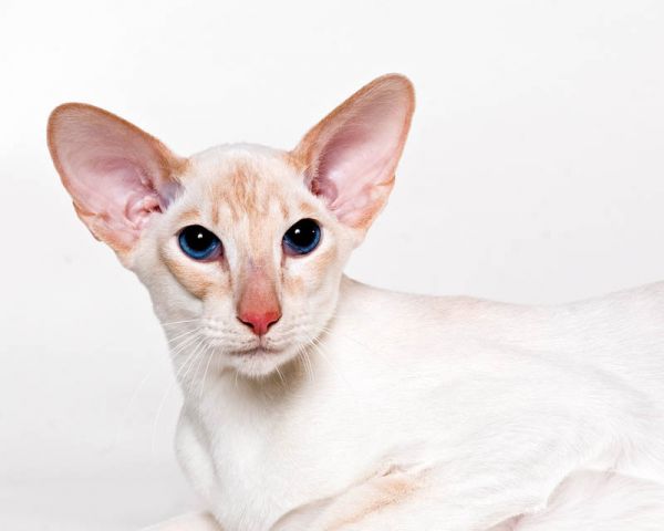 Peterbald. 