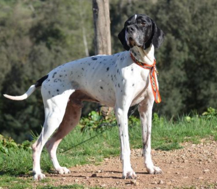 ANIMALS SENSE SOSTRE - Athor.