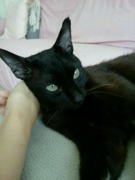 Chocolate. Gato en adopcion que busca casa. Chocolate. Gato en adopcion que busca casa.