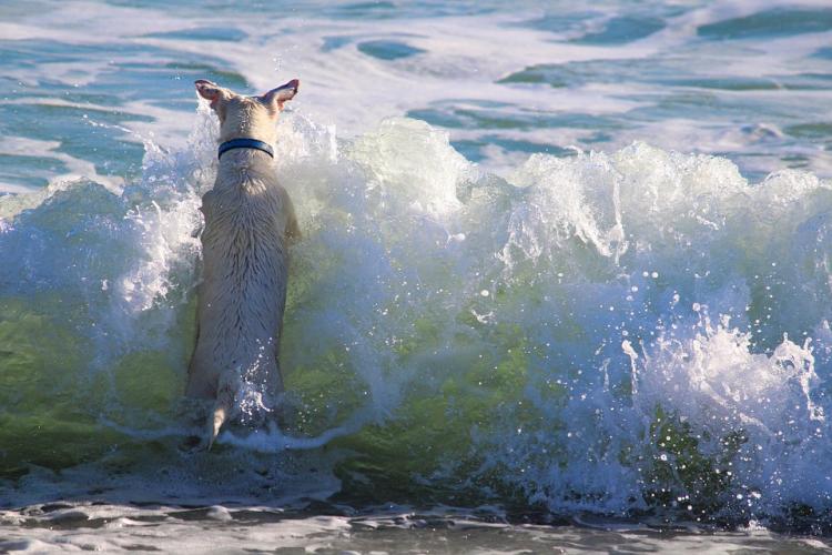 Perro bañandose en la playa