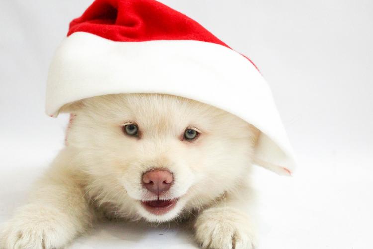 ¿Como elegir? - Comprar un cachorro en Navidad (Parte III) Cachorro con gorro de navidad