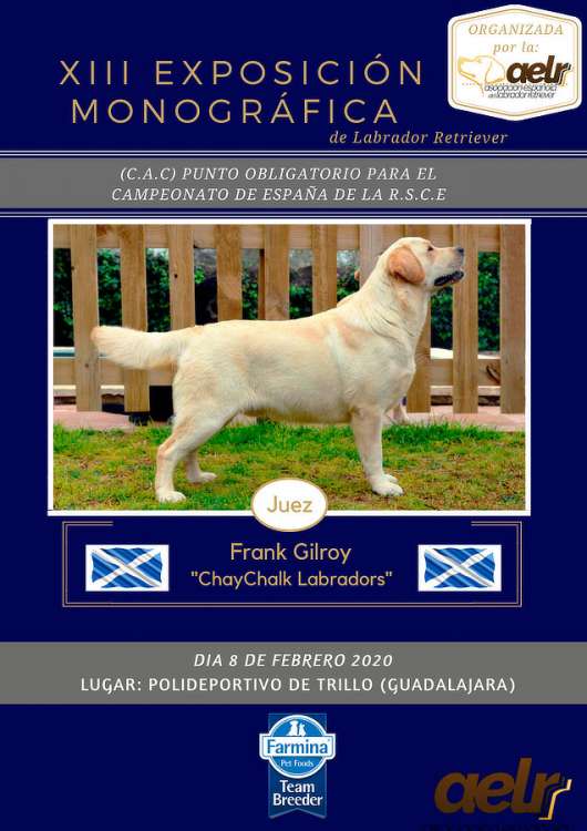 Labrador Retriever. Belleza. XIII Exposición Monográfica de la AELR (Guadalajara   España)