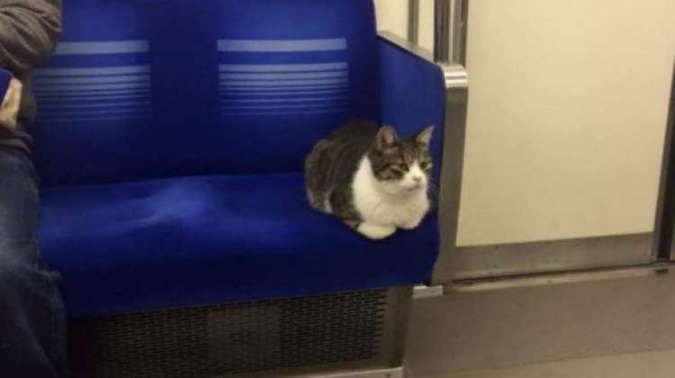El gato que viaja solo en el subterráneo de Tokio