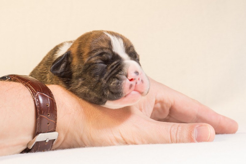 PETSmania - Cuidados indispensables de un cachorro recién nacido.