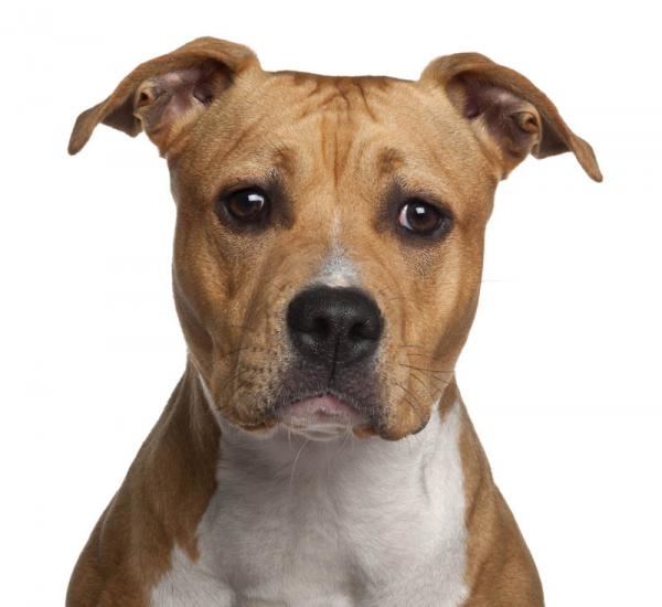 American Staffordshire Terrier. 