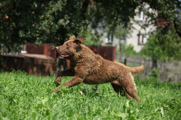 Chesapeake Bay Retriever. 