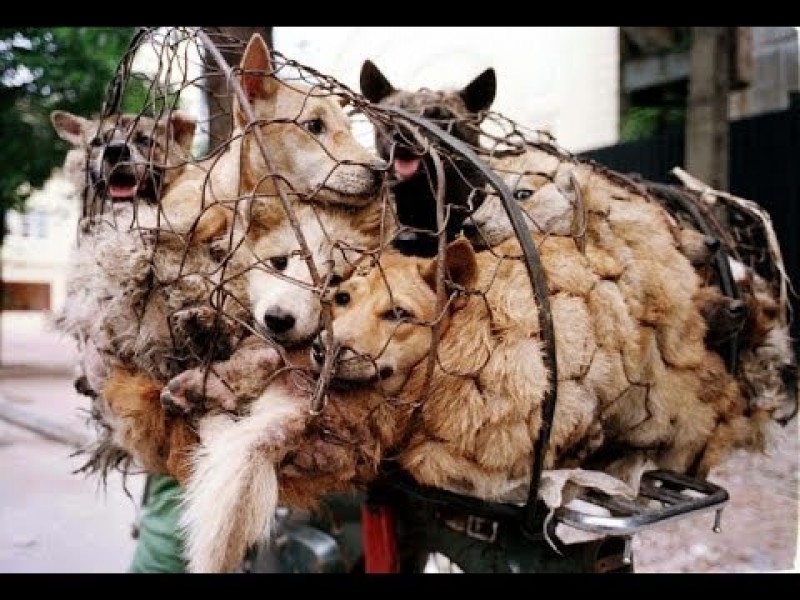 Activistas piden que se prohíba el festival anual de carne de perro celebrado en China.