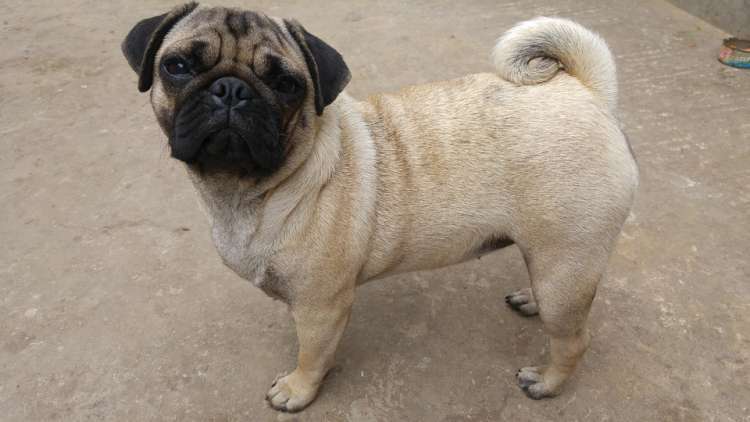 Carlino o Pug Carlino o Pug