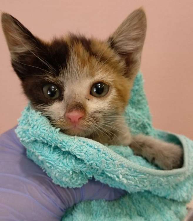 Gato mestizo. Paru. Gato en adopcion que busca casa. Gato mestizo. Paru. Gato en adopcion que busca casa.