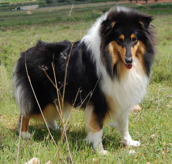 Collie Rough. Ayalga de la Noche Do Caminho de San Iago