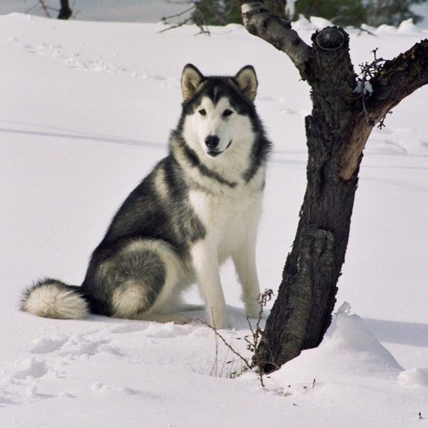 CIJARA Malamutes - Alaskan Malamute. CH. Kaori de Cijara 