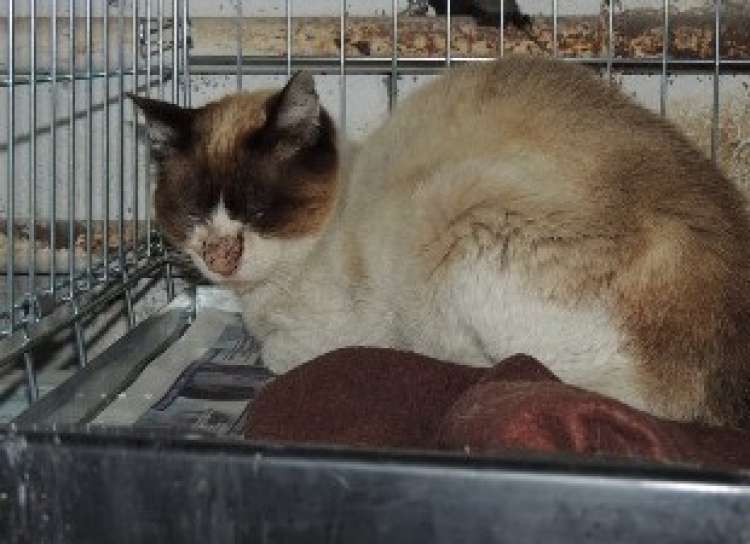 Siamés. Miliki. Gato en adopcion que busca casa.