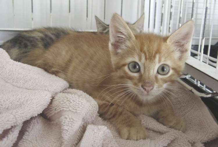 Gato mestizo. Kay. Gato mestizo. Kay.