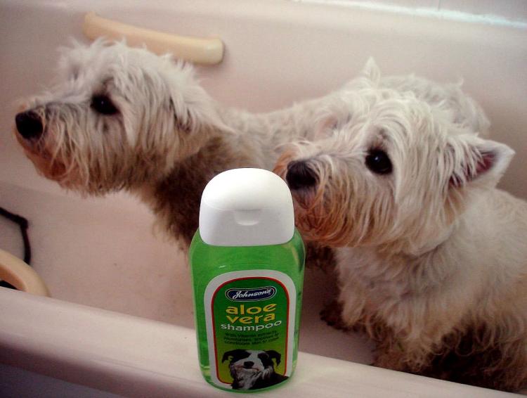 West Highland White Terrier en momento del baño