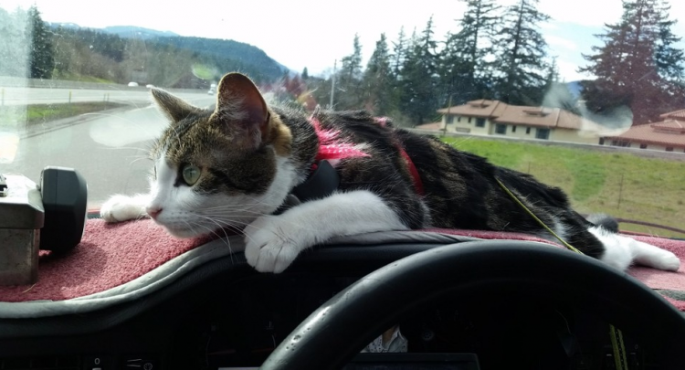 Pixie y los otros dos gatos se han montado en el capó del coche desde que eran gatitos.