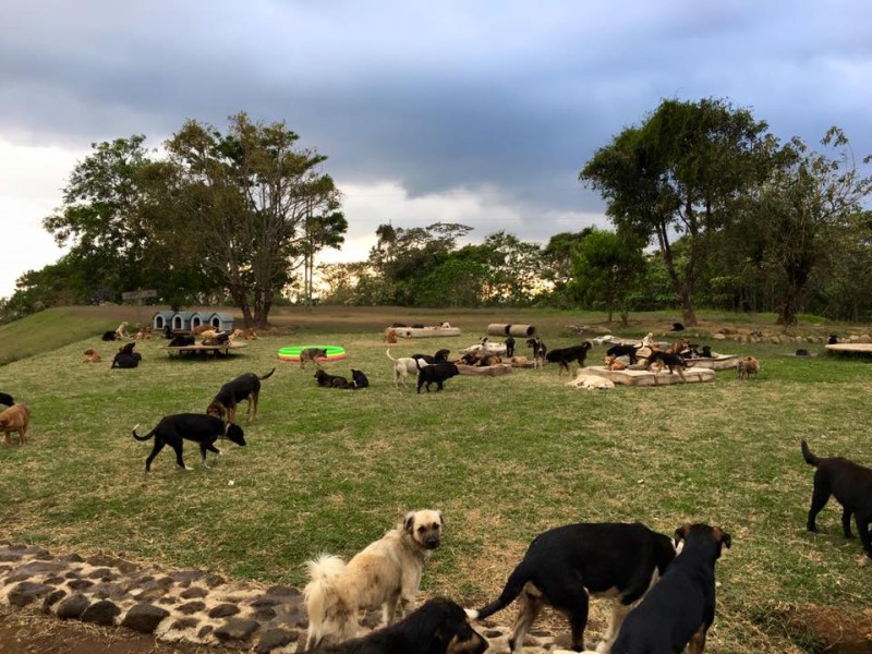 PETSmania - Un rancho de Rica Costa se convierte en el paraíso de los perros.