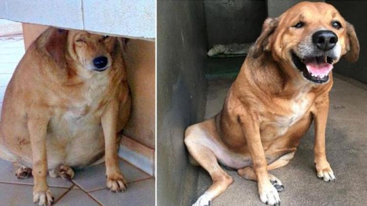 PETSmania - Rescatan a un perro que llevaba 13 años alimentándose de comida basura.