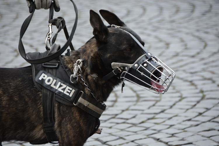 PETSmania - Perro policía