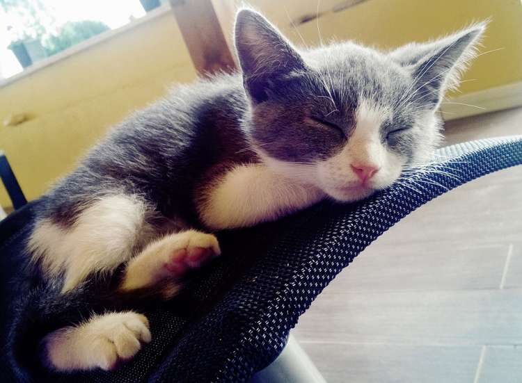 PETSmania - Nuevo gatito en casa.