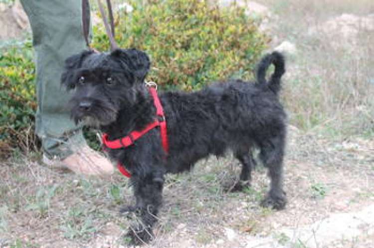 Robert. Perro en adopcion que busca casa. Robert. Perro en adopcion que busca casa.