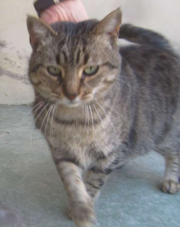 Gato mestizo. Enza. Gato en adopcion que busca casa. Gato mestizo. Enza. Gato en adopcion que busca casa.