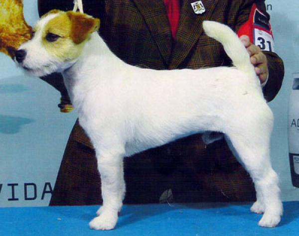 DE LAS DOCE ISLAS - Jack Russell Terrier. CH. Thorgall of Mayo Land