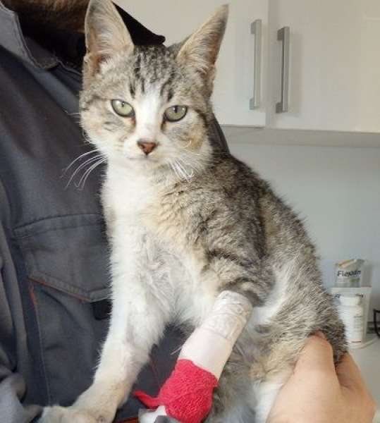 Gato mestizo. Covos. Gato mestizo. Covos.