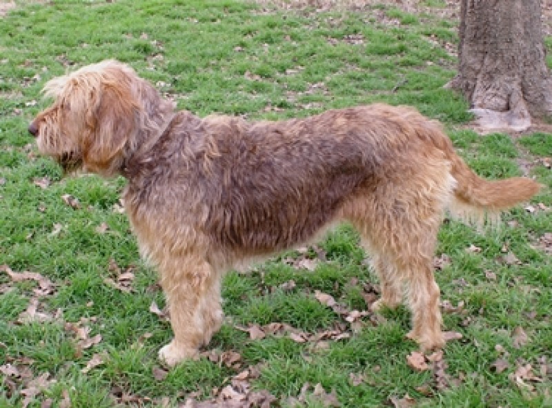 Perro de Nutria.  Perro de Nutria.